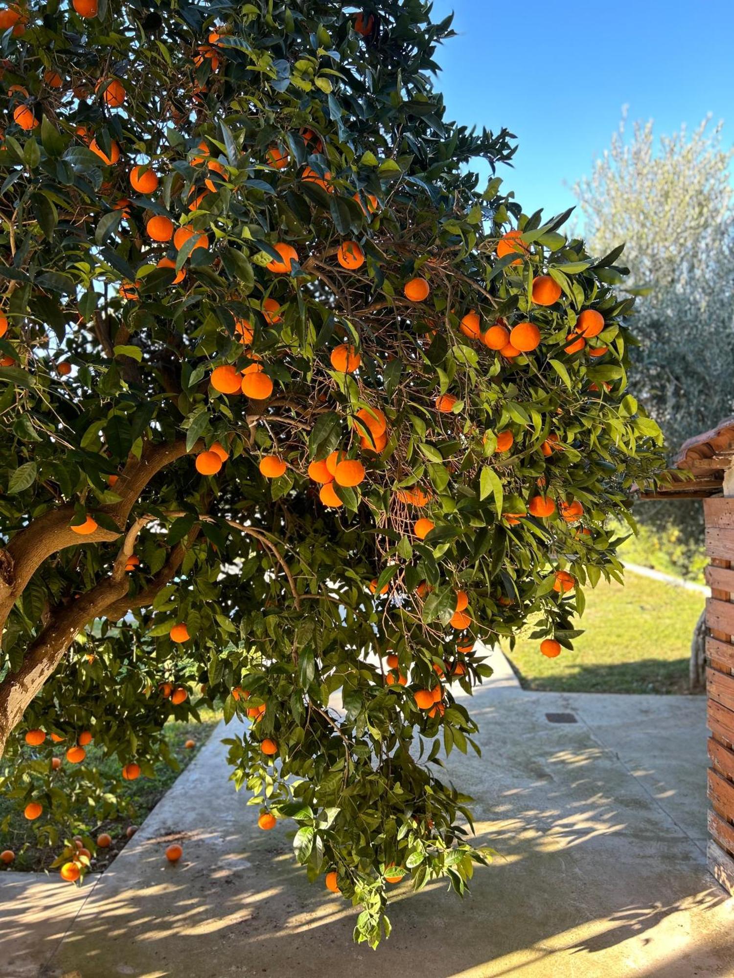 Апартаменти The Orange Garden Нафпліон Екстер'єр фото