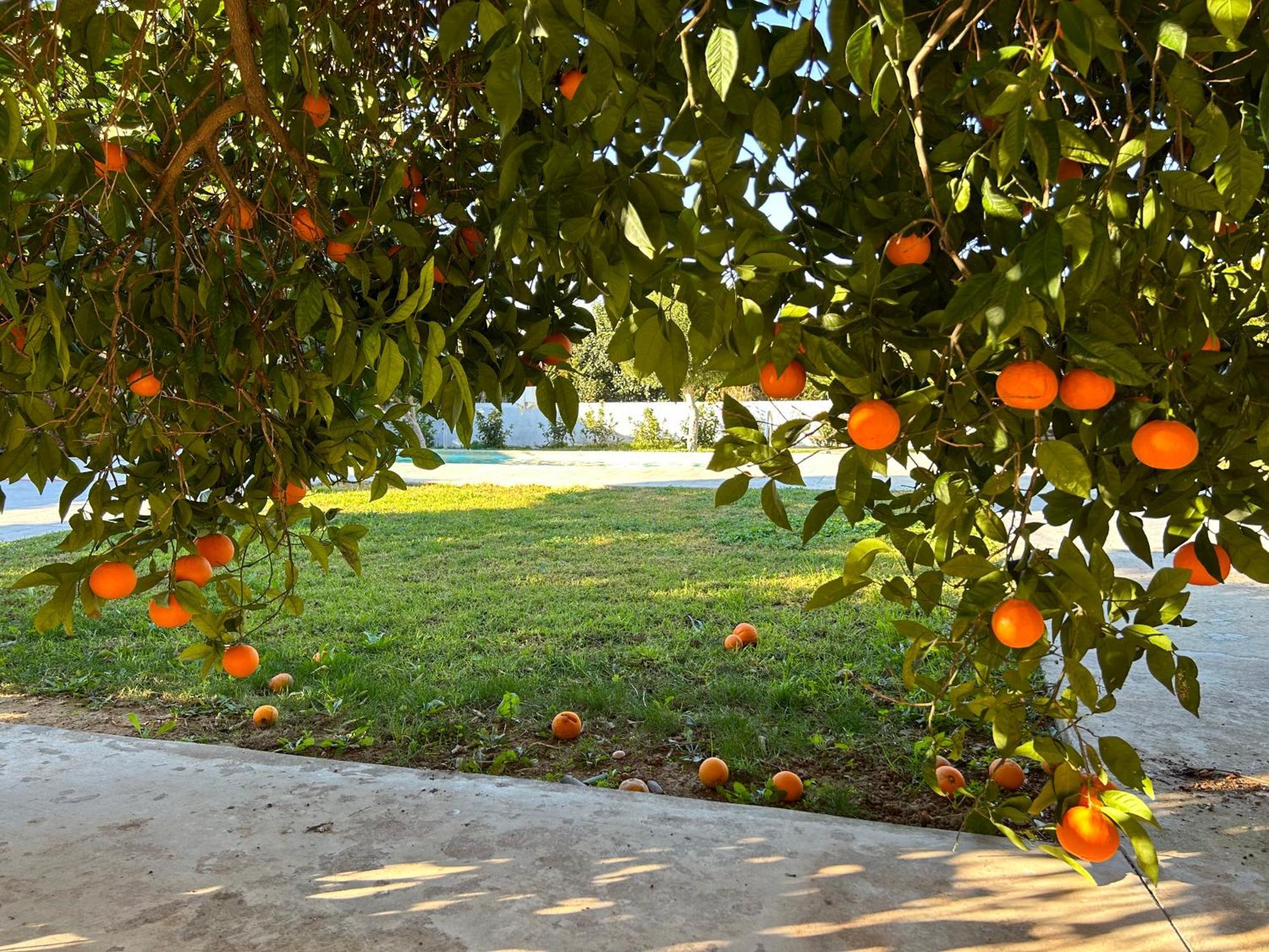 Апартаменти The Orange Garden Нафпліон Екстер'єр фото